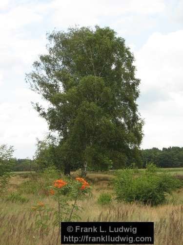 Lneburger Heide